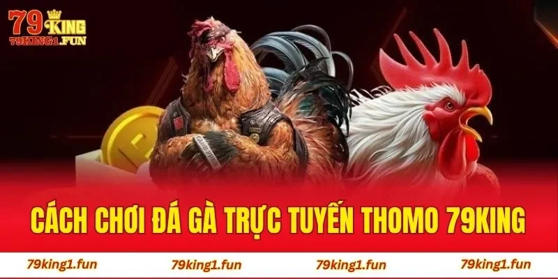Cách Chơi Đá Gà Trực Tuyến Thomo 79King - Bí Quyết Thắng Lớn